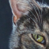 Enno Paulusma schilderijen katten